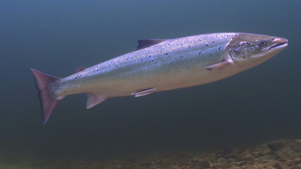 Salmon-scaled-1.jpg
